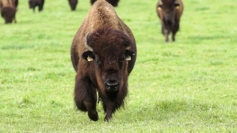 Yak grazing in the field Stock Footage 76005124