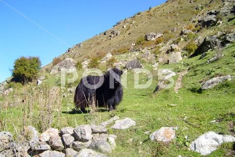 Yak grazing in the mountains. Himalayan big yak in a beautiful ...