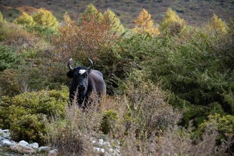 Yak Grazing Stock Photos
