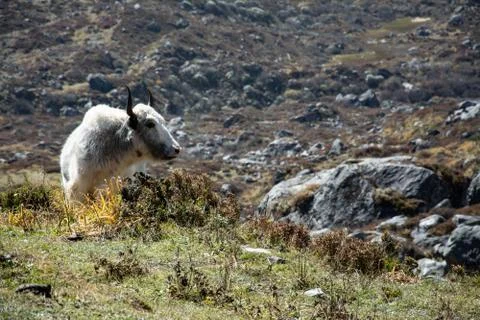 Yak Grazing Stockfoto's