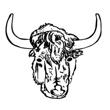 Yak head isolated on white background. Hand draw taurus sketch. Stock Illustration