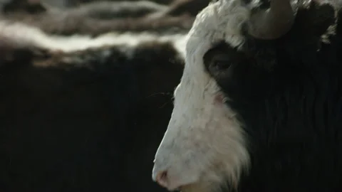 Yak herd in the mountain valley of Kyrgyzstan, Central Asia Stock Footage 234317841