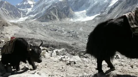 Yak in Himalaya Stock Footage 11892566