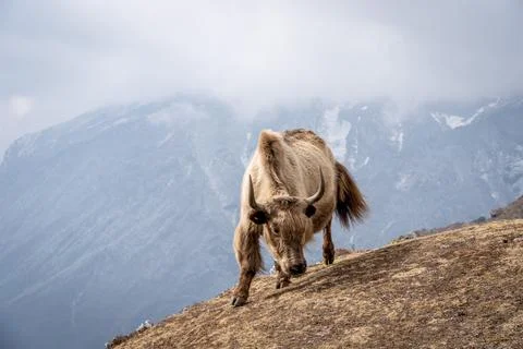 Yak in the Himalayas Stock Photos
