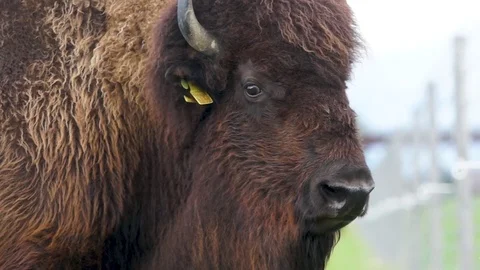 Yak looking around Stock Footage 76005156