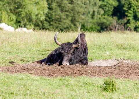 Yak on meadow Stock Photos
