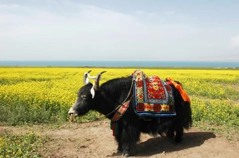 Yak in the rapeseed fields Stock Photos