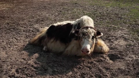 The yak is resting Видео 160040220