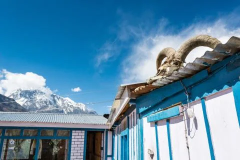 Yak skull on a building. Stock Photos