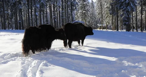 Yak in the  snow Stock Footage 168221709