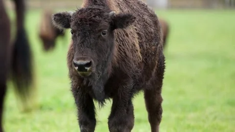 Yak standing in the field Stock Footage 76005145