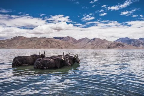 Yak standing in water Stock Photos