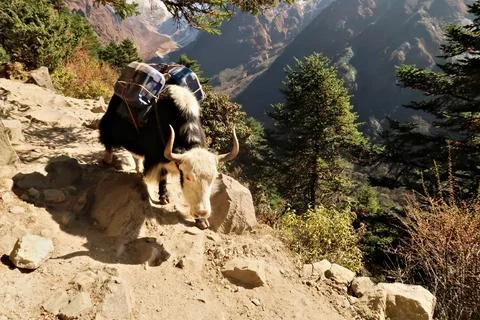 A yak walking down the steep trail from Tengboche, Tangboche village carrying Foto stock
