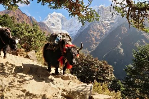 A yak walking down the steep trail from Tengboche, Tangboche village carrying Foto stock