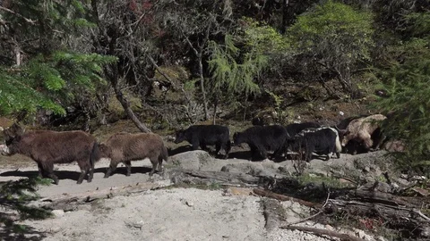 Yak1 Видео 91820742