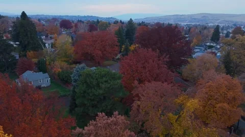 Yakima Washington Autumn Tree Canopy and Neighborhood Aerial Pan Stockbeeldmateriaal 344365314