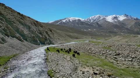 Yaks and cows Animals Graze River. Group Of Creatures Grazing By Mountain River Stock Footage 339621066