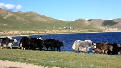 Yaks Видео 517161