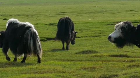 Yaks graze on the meadow. Stock Footage 85182094
