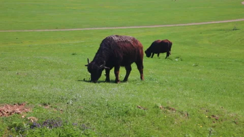Yaks grazing on the field Video stock 92813130