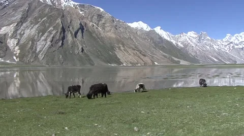 Yaks grazing on the green fields below snow capped mountains in Himalaya Stock Footage 58371374