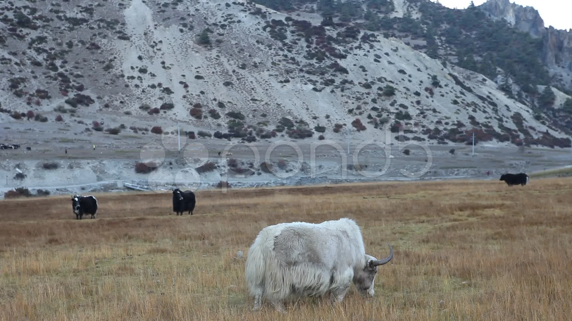 Grazing Yaks, Near Photoskar Village, Ladakh, India загрузить