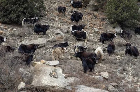 Yaks on a Hillside Stock Photos