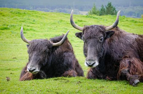 Yaks Lying Down 库存照片