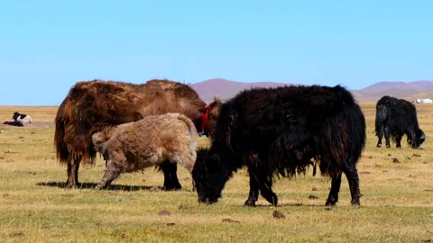 Yaks in the Mongolian steppe. Stock Footage 234965809