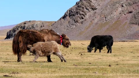 Yaks in the Mongolian steppe. Stock Footage 234965813