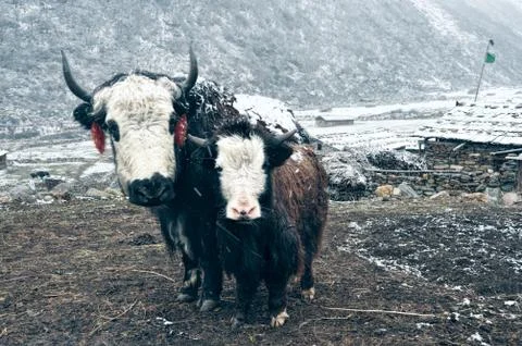 Yaks in nepal Stock Photos
