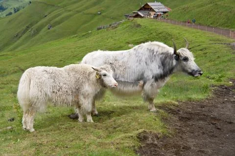 Yaks Stock Photos