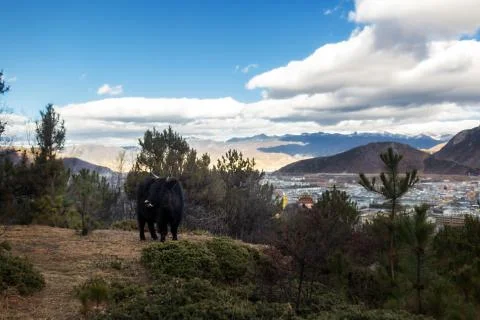 Yaks Stock Photos