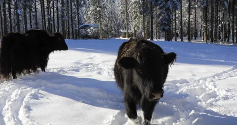 Yaks in the  snow Stock Footage 168219733