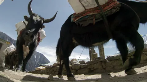 Yaks on trail rounding corner loaded down on Mt. Everest, Nepal. Full HD Stock Footage 40571967