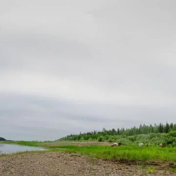 The Yakut horse herd eats grass on the Bank of the vilyu river among the ston Stock-Fotos