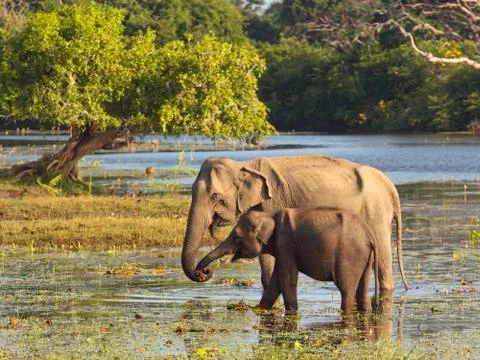 Yala elephants Stock Photos
