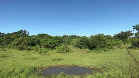 Yala, Sri Lanka, a small puddle in the middle of a clearing Video stock 132844355