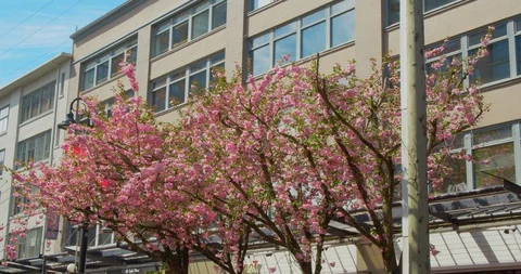 Yaletown Cherry Blossoms Stock Footage 129779196