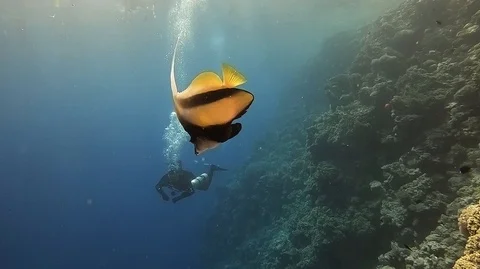 Yallo fish and deep diver Stock Footage 112819736