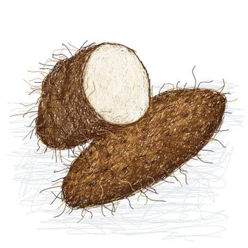 Yam cross-section Stock Illustration