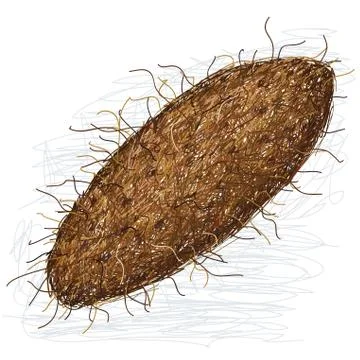 Yam Stock Illustration