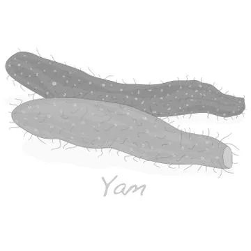 Yam isolated on white background Stock Illustration