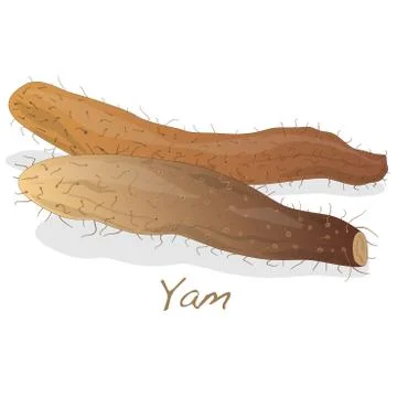 Yam isolated on white background Stock Illustration