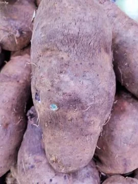 Yam roots Foto stock