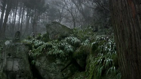 Yamadera temple forest Stock Footage 150359101