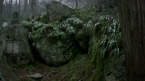 Yamadera temple forest 動画素材 150359139