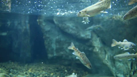 Yamame Stock Footage 324912665