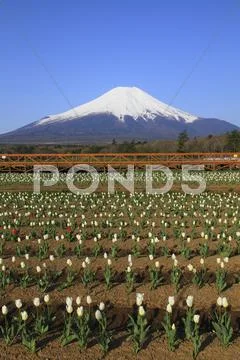 Yamanashi Prefecture, Japan Stock Photos