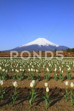 Yamanashi Prefecture, Japan Stock Photos